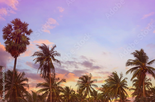 The Banner holiday of Summer with colorful theme as palm trees background as texture frame background © SASITHORN