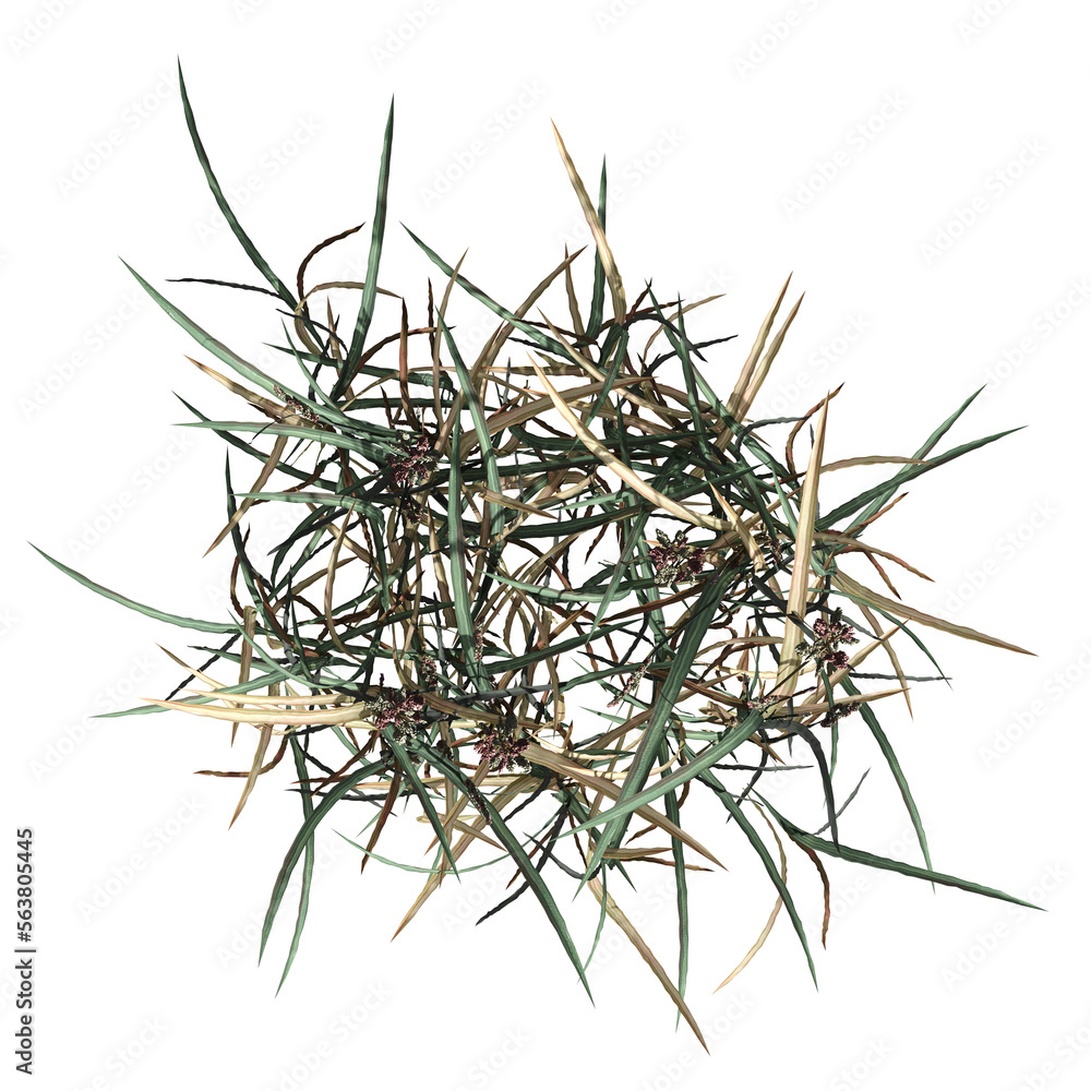 wild field grass, top view, isolated on a transparent background, 3D illustration, cg render wild field grass, top view, isolated on a transparent background, 3D illustration, cg render