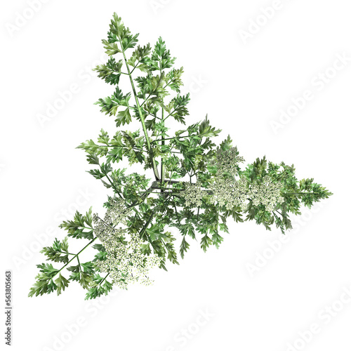 wild field grass, top view, isolated on a transparent background, 3D illustration, cg render