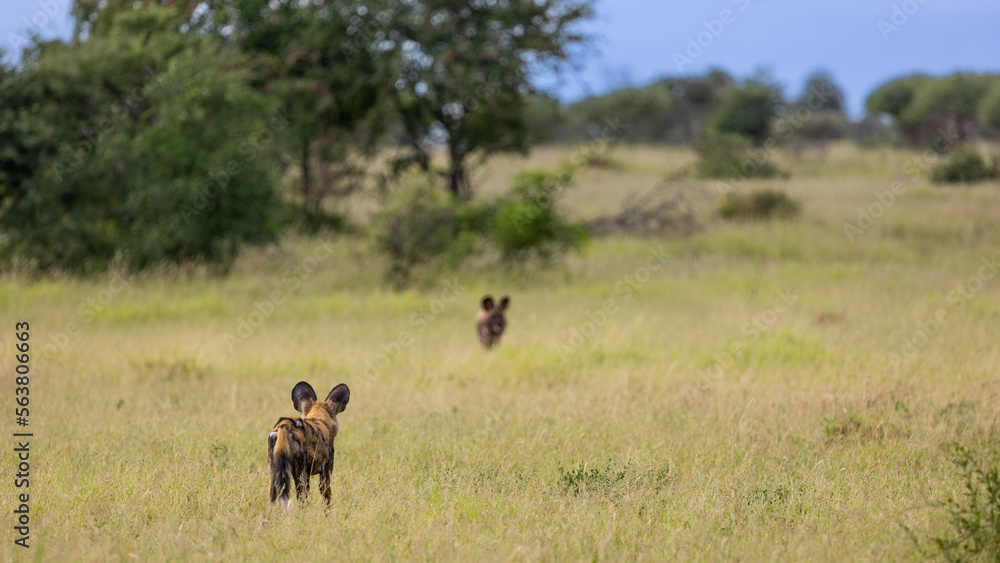 two African wild dogs in a field of green grass 