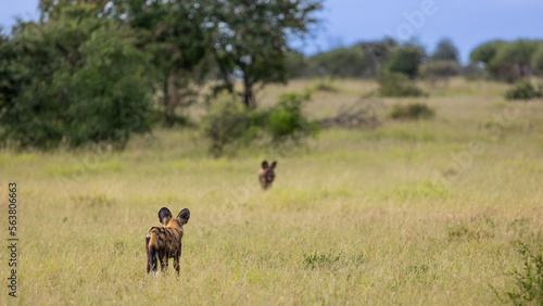 two African wild dogs in a field of green grass  © Jurgens