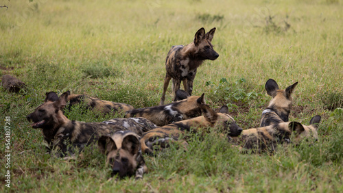 Cape hunting dogs resting in the shade