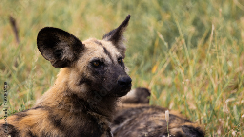 close up portrait of and African wild dog