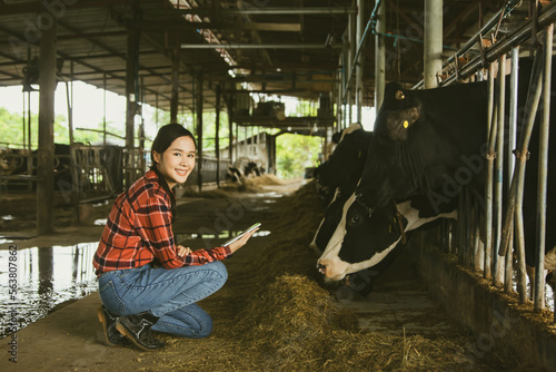 Happy asian farmers supervise dairy hay farming in cattle farms : Supervise the business of producing quality cow milk in a clean and modern cattle farm that meets the standards : Dairy farm business