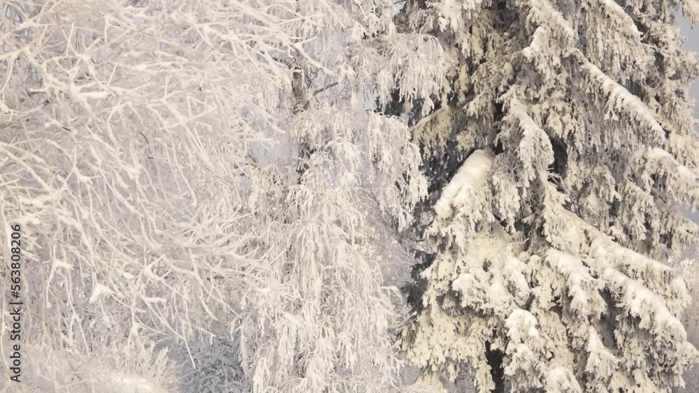 Snow on tree branches. Frost on the trees. Global freezing in nature Snow on tree branches. Frost on the trees. Global freezing in nature