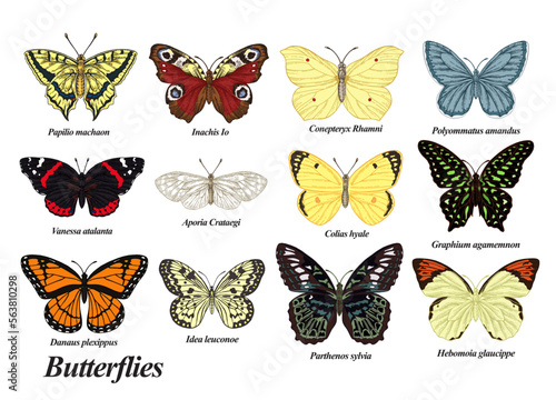 Butterflies set. Vector illustration. Colorful vintage butterfly collection.