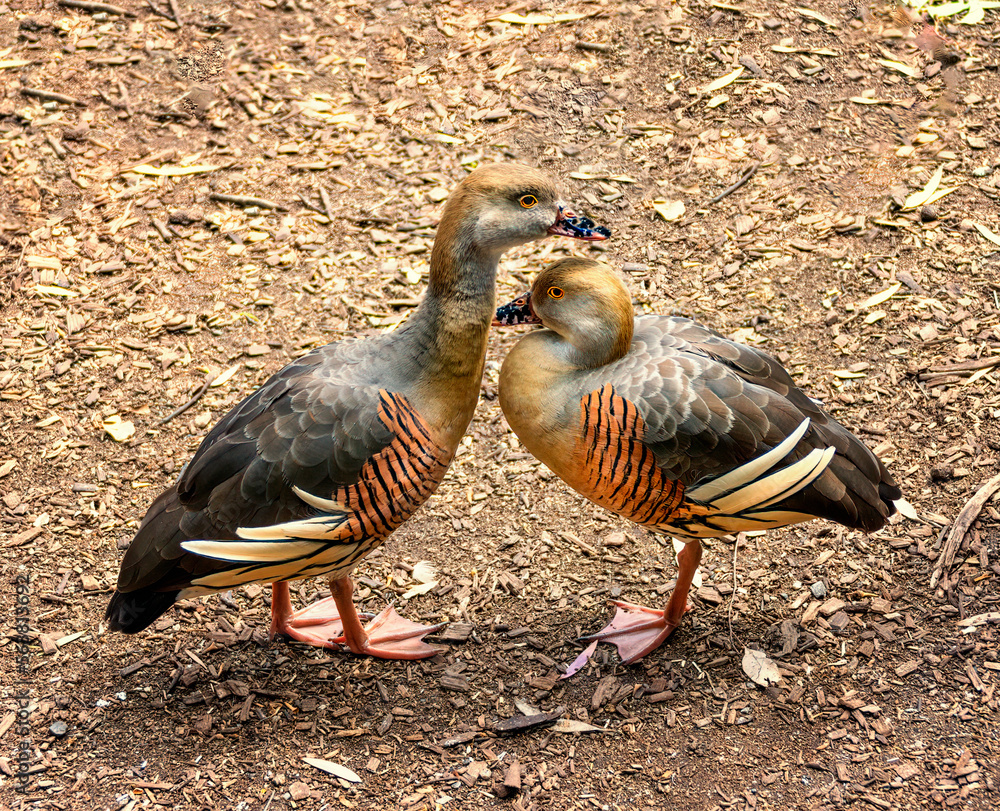 A Pair of Plumed Whistling-Duck (Dendrocygna eytoni) Australia