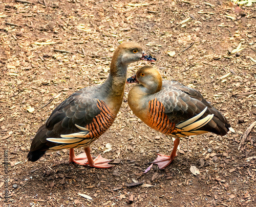 Obraz na płótnie A Pair of Plumed Whistling-Duck (Dendrocygna eytoni) Australia w salonie