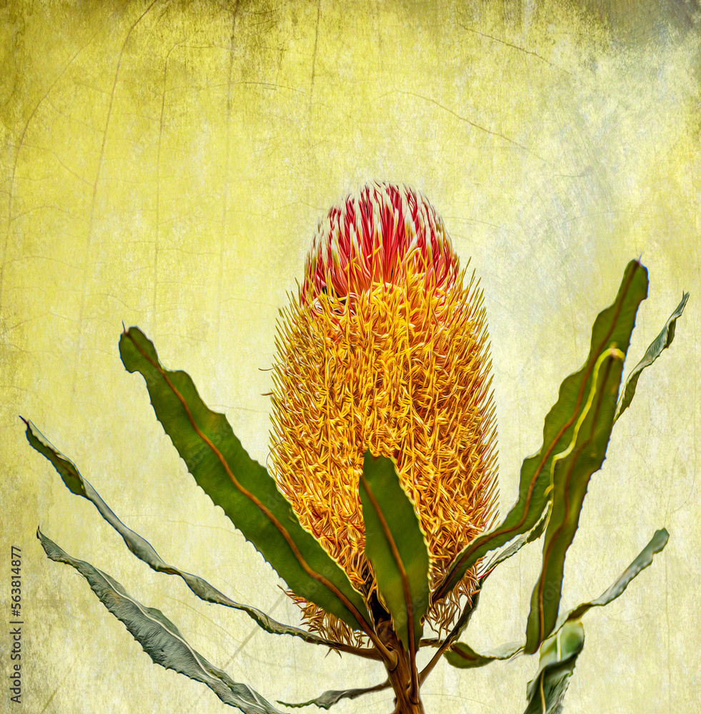 Australian Banksia flower with texture