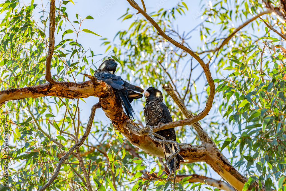 The Short-billed Black Cockatoo (Calyptorhynchus latirostris) also known as Carnaby's Cockatoo or Carnaby's Black Cockatoo is a large black cockatoo endemic to south-western Australia