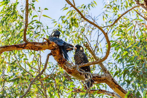Obraz na płótnie The Short-billed Black Cockatoo (Calyptorhynchus latirostris) also known as Carnaby's Cockatoo or Carnaby's Black Cockatoo is a large black cockatoo endemic to south-western Australia w salonie