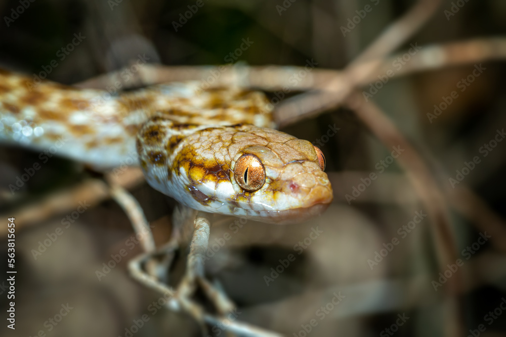 Obraz premium Cat-eyed Snake, Madagascarophis colubrinus is a species of snake of the family Pseudoxyrhophiidae, nocturnal snake, Kirindy Forest, Madagascar wildlife animal