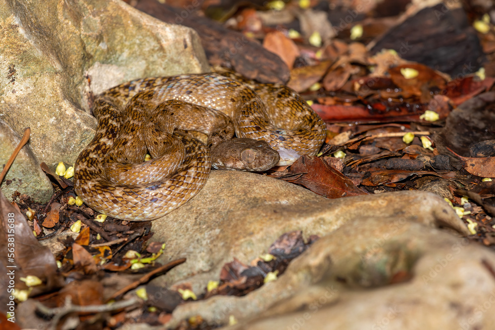 Cat-eyed Snake, Madagascarophis colubrinus is a species of snake of the family Pseudoxyrhophiidae, nocturnal snake, Kirindy Forest, Madagascar wildlife animal Cat-eyed Snake, Madagascarophis colubrinus is a species of snake of the family Pseudoxyrhophiidae, nocturnal snake, Kirindy Forest, Madagascar wildlife animal