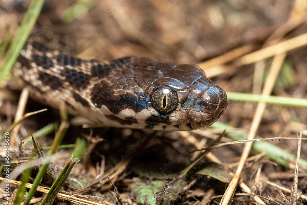 Cat-eyed Snake, Madagascarophis colubrinus is a species of snake of the family Pseudoxyrhophiidae, nocturnal snake, Kirindy forest, Madagascar wildlife animal Cat-eyed Snake, Madagascarophis colubrinus is a species of snake of the family Pseudoxyrhophiidae, nocturnal snake, Kirindy forest, Madagascar wildlife animal