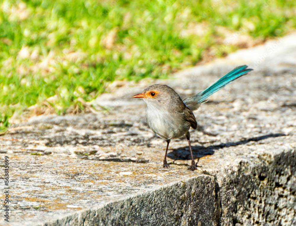 Australian splendid fairy wren