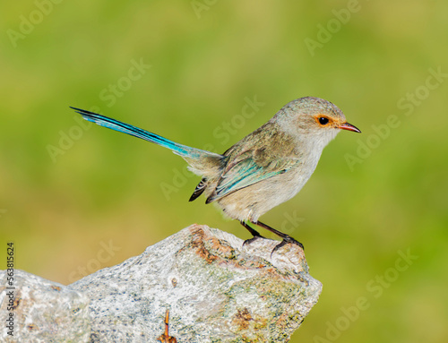 Australian splendid fairy wren 