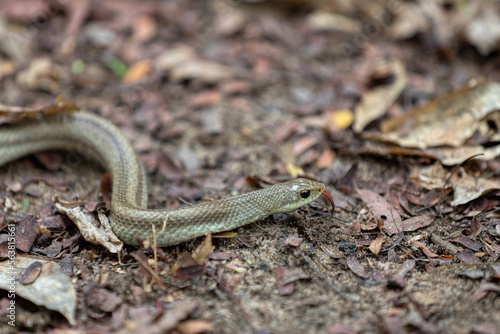 Leioheterodon modestus, known as the blonde hognose snake, endemic species of harmless snake in the family Pseudoxyrhophiidae. Tsingy de Bemaraha, Madagascar