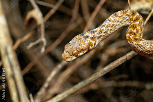 Cat-eyed Snake, Madagascarophis colubrinus is a species of snake of the family Pseudoxyrhophiidae, nocturnal snake, Kirindy Forest, Madagascar wildlife animal