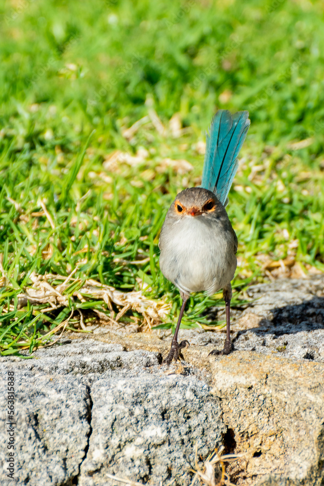 Australian splendid fairy wren