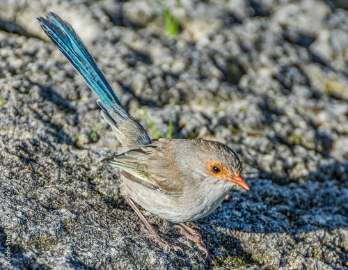 Obraz na płótnie Australian splendid fairy wren w salonie