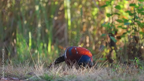 A male Mrs. Hume's pheasant (Syrmaticus humiae) is walking along roadside in national park of northern Thailand.