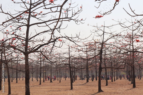 The trees in the garden are very gallant to look at