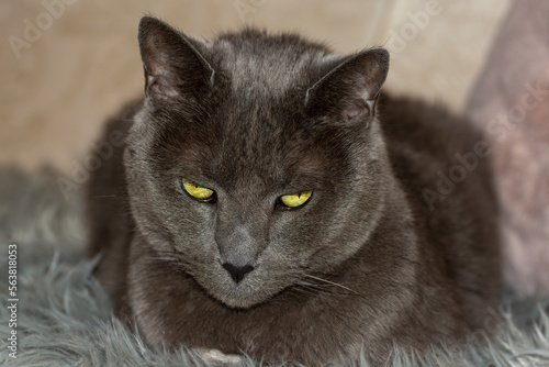 Obraz na płótnie Russian blue cat close up w salonie