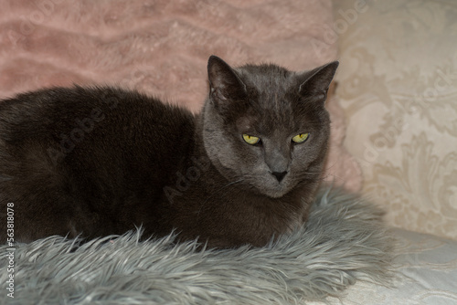 Obraz na płótnie Russian blue cat close up w salonie