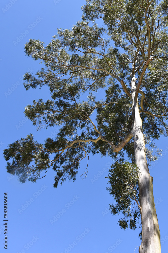 Australian Gum Tree