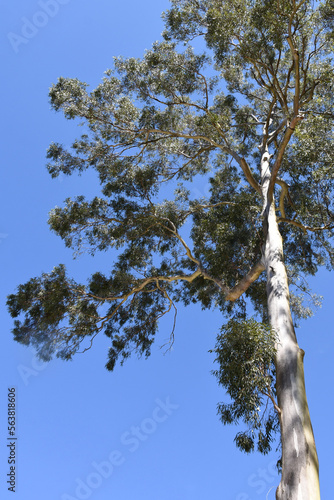 Obraz na płótnie Australian Gum Tree w salonie