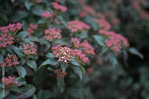 Wallpaper Mural Pink flowers lat. Viburnum tinus close-up. Beautiful authentic natural background. Pastel green and purple shades. Cultivation of ornamental shrubs in parks and gardens. Blooms in spring in the park Torontodigital.ca
