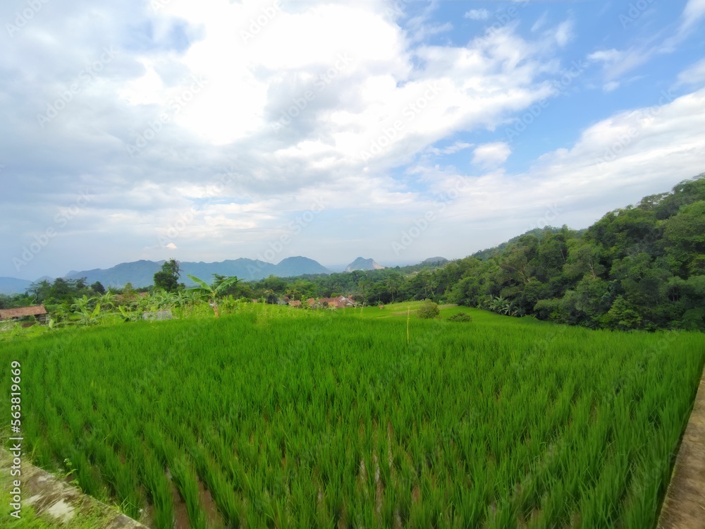 Green rice fields suitable for photo backgrounds or wallpapers Green rice fields suitable for photo backgrounds or wallpapers