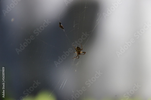 Una ragno e la sua preda