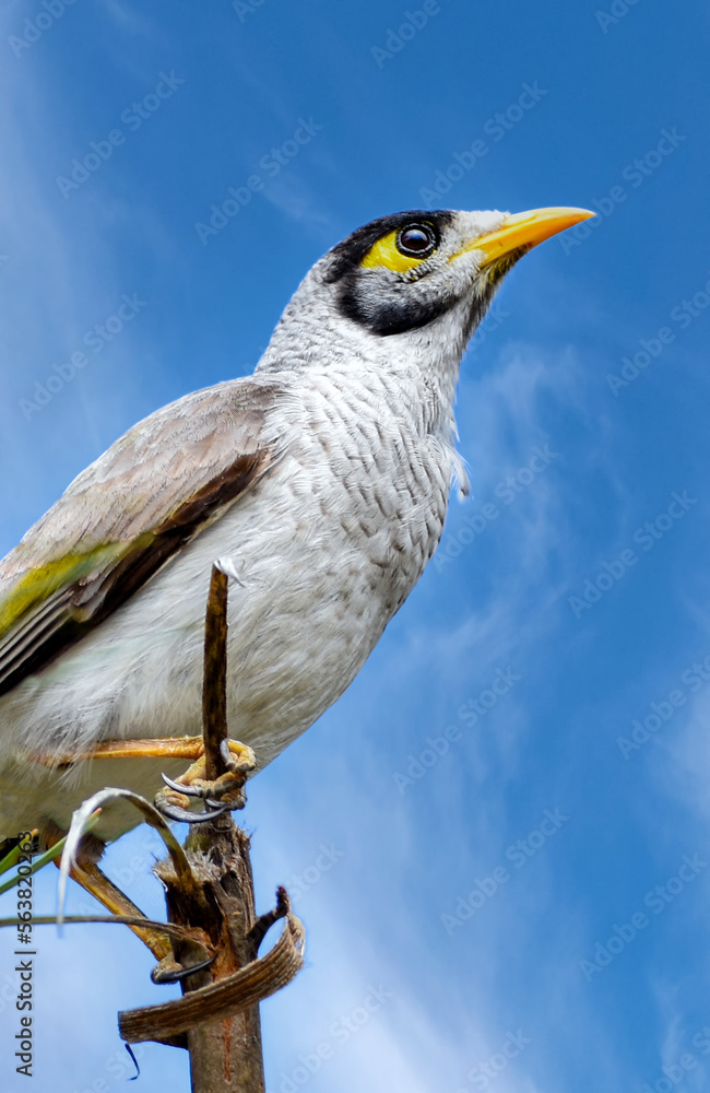 The noisy miner (Manorina melanocephala)