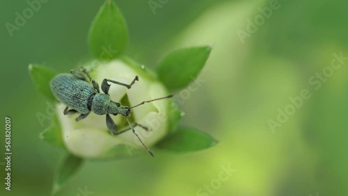 Beetle of Otiorhynchus in the grass. Insect pests in the garden.