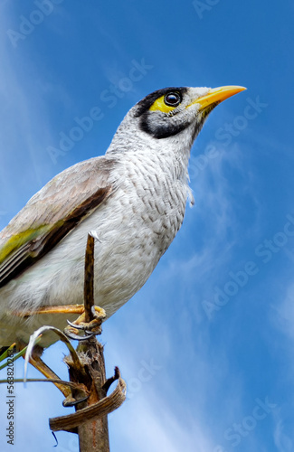Obraz na płótnie The noisy miner (Manorina melanocephala) w salonie