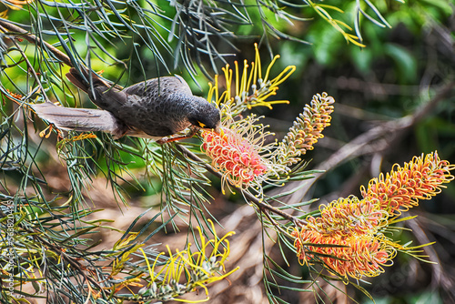 The noisy miner (Manorina melanocephala)