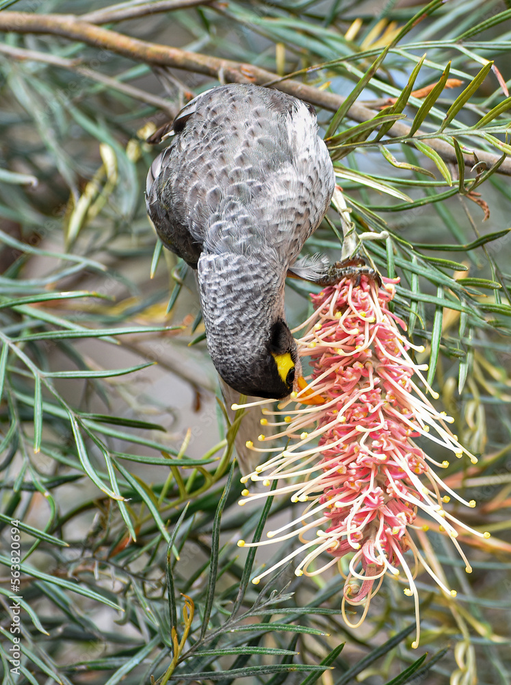 The noisy miner (Manorina melanocephala)