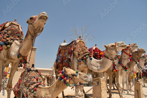 camels in the desert