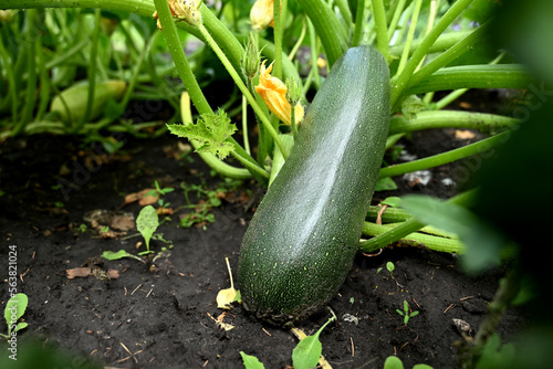 Green young zucchini with yellow flower in summer bed. Green squash in vegetable field. Gardening background with zucchini plant in open ground, closeup.