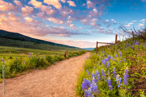 Wildflower trail near Crested Butte, Colorado photo