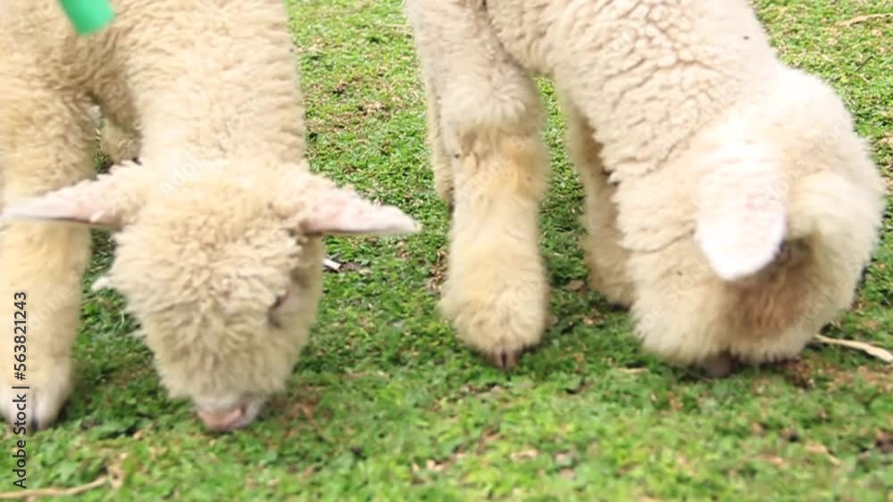 Two white lambs are eating grass. sheep in the grass Two white lambs are eating grass. sheep in the grass