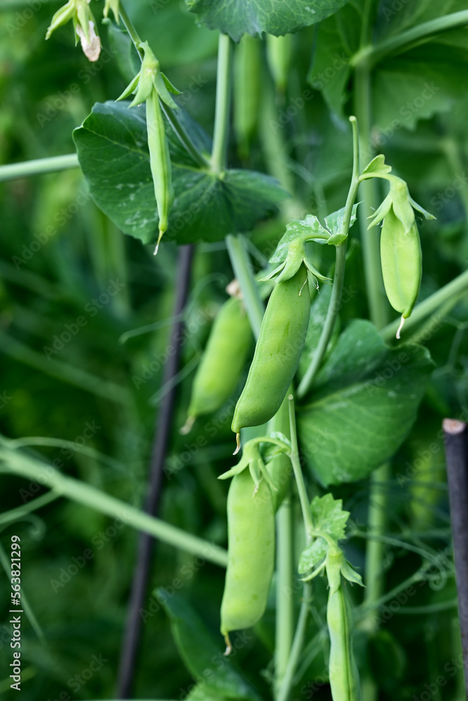 Bush of sweet pea with ripe pods cultivated on vegetable garden Bush of sweet pea with ripe pods cultivated on vegetable garden