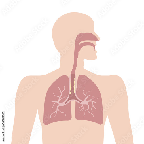 Silhouette of a man with an image of the respiratory system and sputum, the cause of cough. Vector illustration