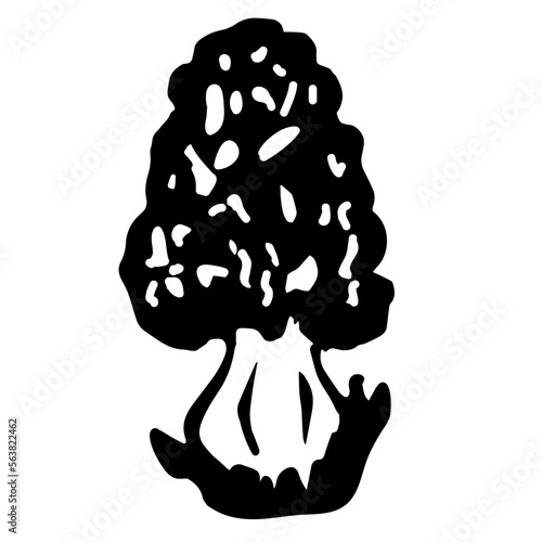 Morel Mushroom