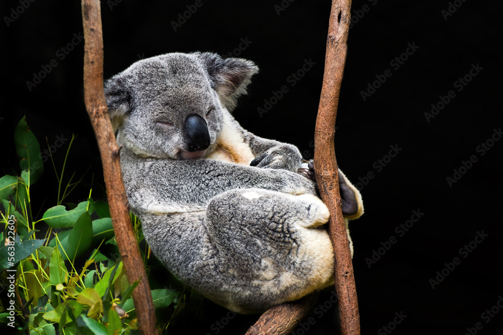 Cute Koala sitting in a tree