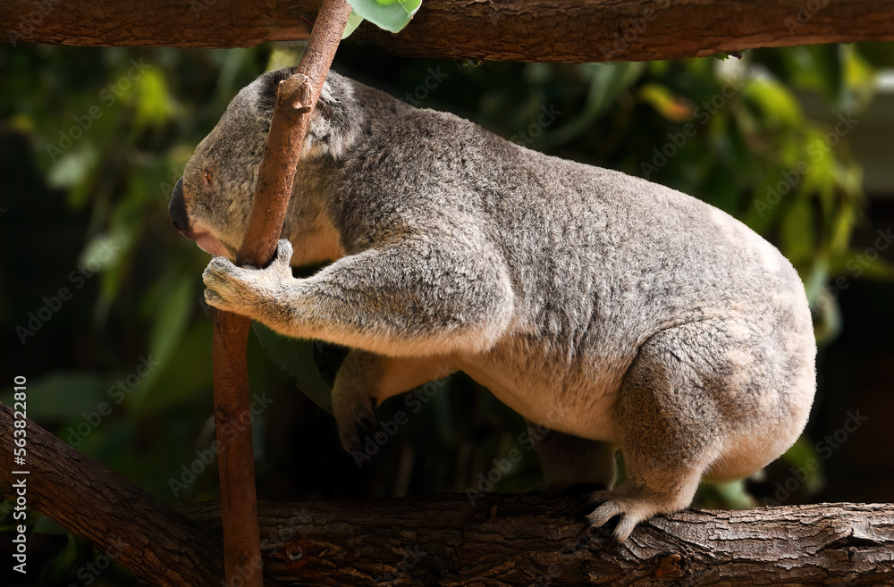 Cute Koala sitting in a tree