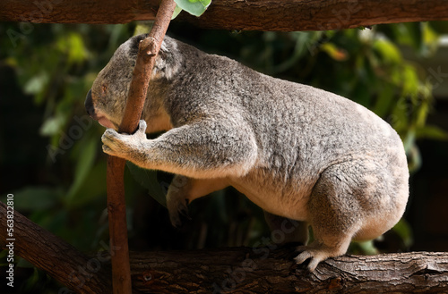 Obraz na płótnie Cute Koala sitting in a tree w salonie