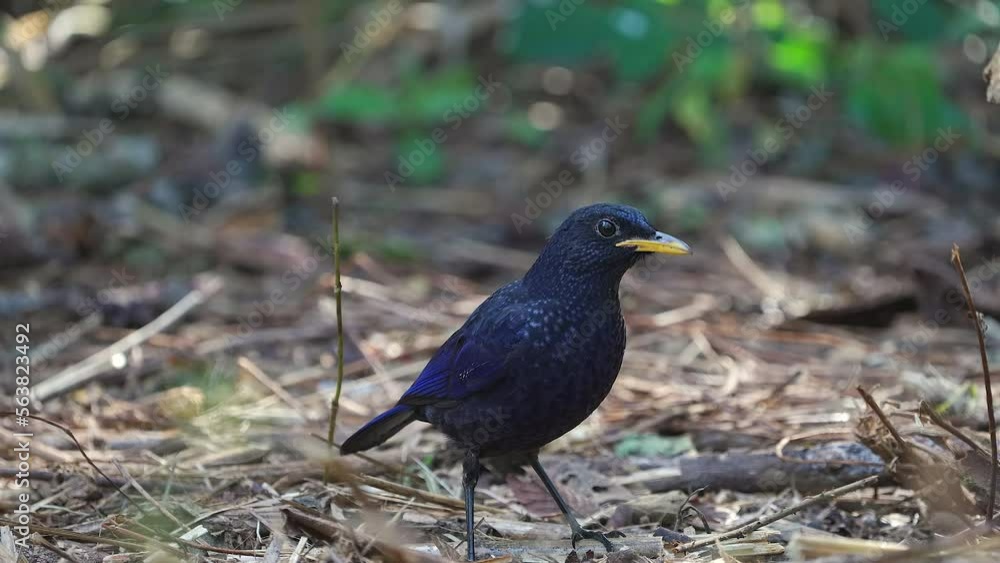 Blue Whistling Thrush nature bird in a jungle the north of thailand. Blue Whistling Thrush nature bird in a jungle the north of thailand.