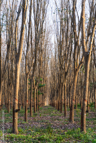 rubber tree industrial forest. rubber plantation  empty rubber latex storage container  spring summer located in Thailand